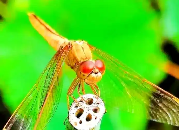 常见蜻蜓种类介绍_蜻蜓_蜻蜓羽化过程详解