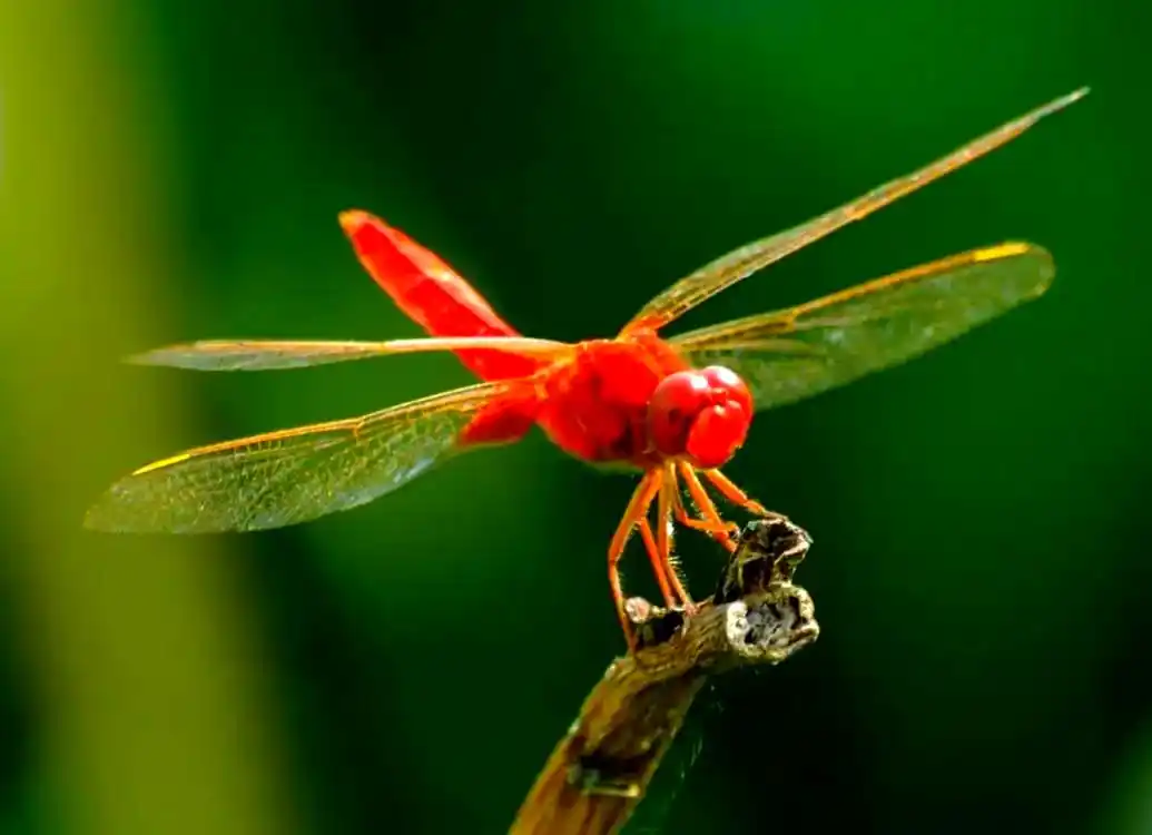 蜻蜓_蜻蜓羽化过程详解_常见蜻蜓种类介绍