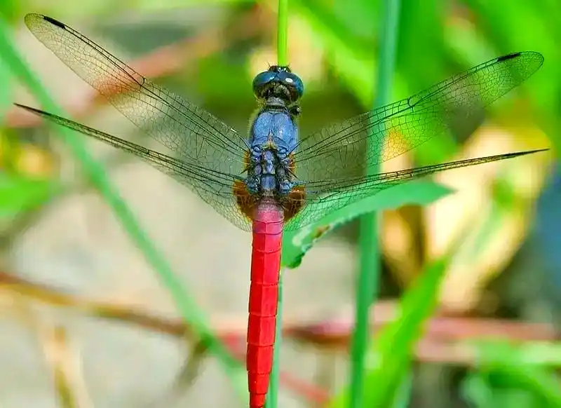 蜻蜓_蜻蜓羽化过程详解_常见蜻蜓种类介绍