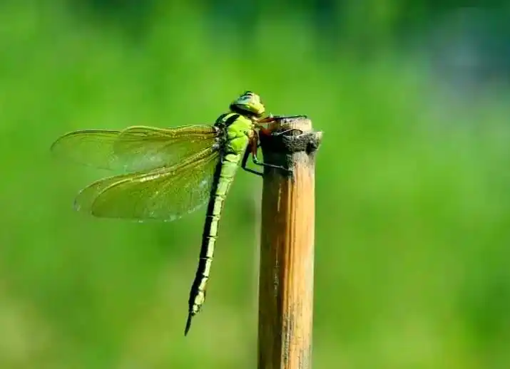 蜻蜓羽化过程详解_蜻蜓_常见蜻蜓种类介绍