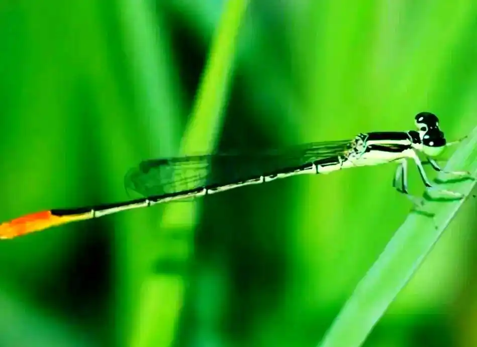 蜻蜓羽化过程详解_蜻蜓_常见蜻蜓种类介绍