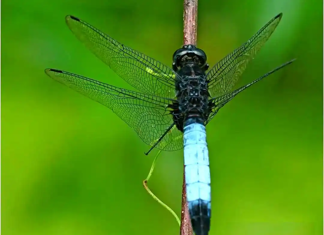 蜻蜓_常见蜻蜓种类介绍_蜻蜓羽化过程详解
