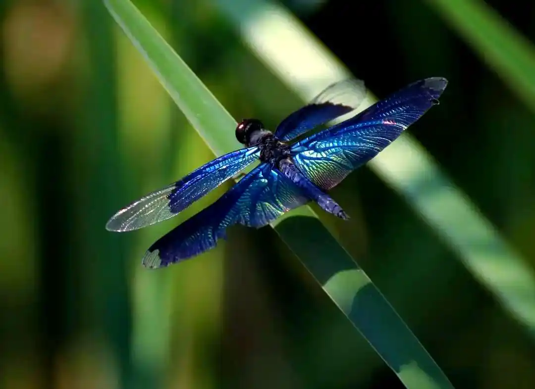 蜻蜓羽化过程详解_常见蜻蜓种类介绍_蜻蜓