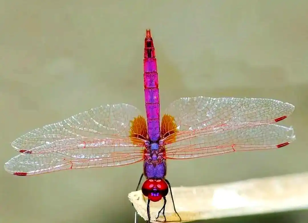 蜻蜓_蜻蜓羽化过程详解_常见蜻蜓种类介绍