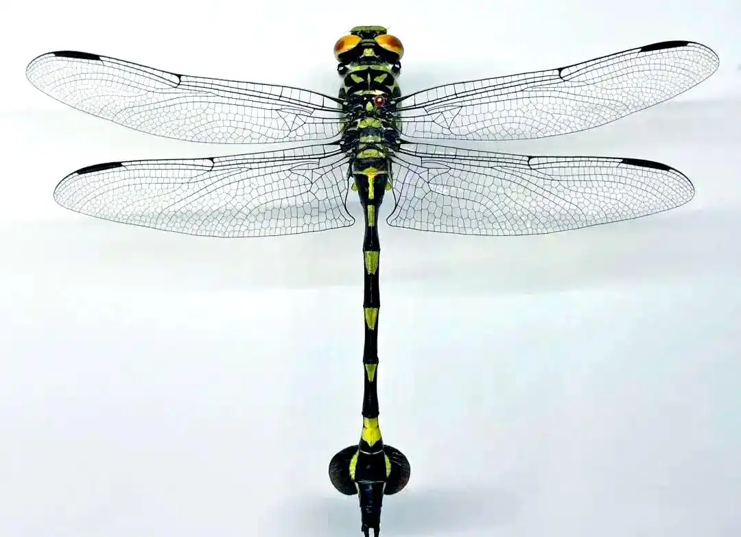 常见蜻蜓种类介绍_蜻蜓羽化过程详解_蜻蜓